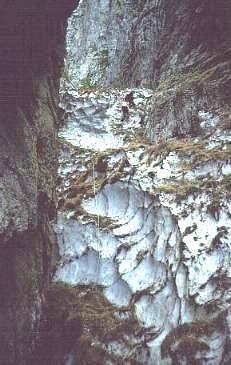 Nevaio